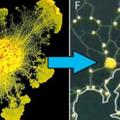 這種「單細胞生物」只花幾小時就超越「東京地鐵」數十年努力！實驗結果「沒腦」是比人聰明關鍵