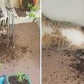 【影片】2隻貓咪嗑大麻嗑到「躺在地上一動也不動」，主人拍下糗態上傳網友笑翻：真的嗨翻了！