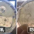 母乳有多神？　生物系媽媽把細菌放進去「1天少一半」　大讚：我們的胸部好神奇  