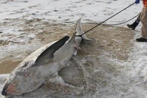 數隻「鯊魚冰塊」被沖上岸！保育團體花4小時在沙灘上撿遺骸…